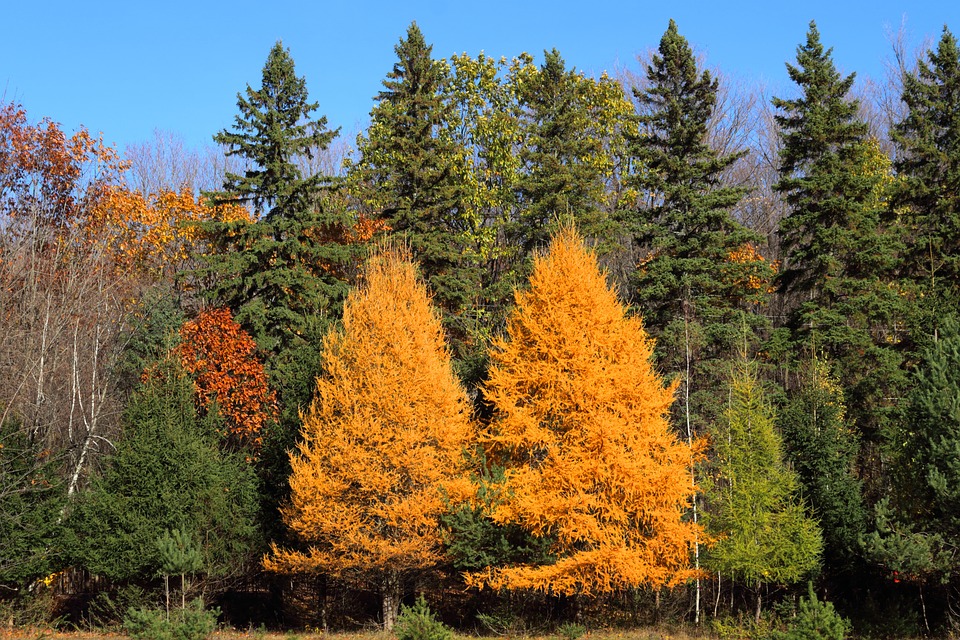 Several tall evergreen trees called larches